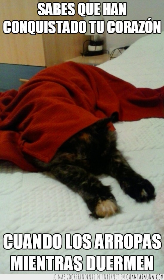 mantita,dormir,cama,gata,tapar,llega el frío
